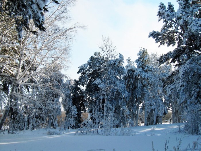 Snow-covered trees in a winter forest