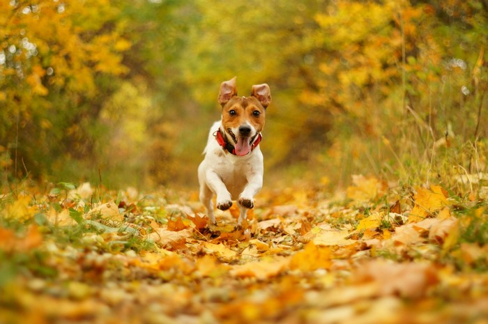 Jack Russell terrier running through autumn foliage
