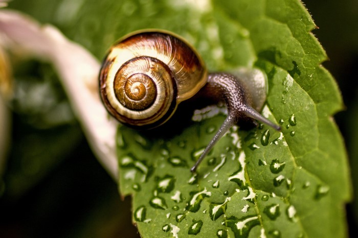 Snail on a wet green leaf