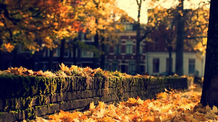Autumn leaves on a brick wall with houses in the background