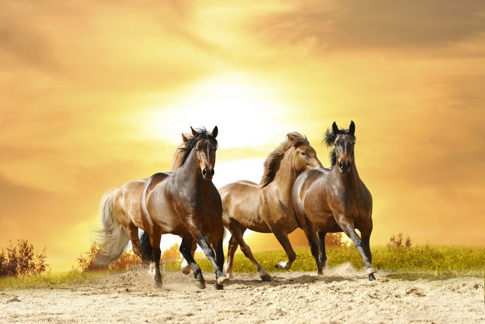 Three Horses Running at Sunset