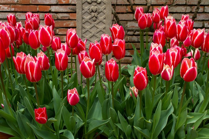 Red and white tulips in front of a brick wall