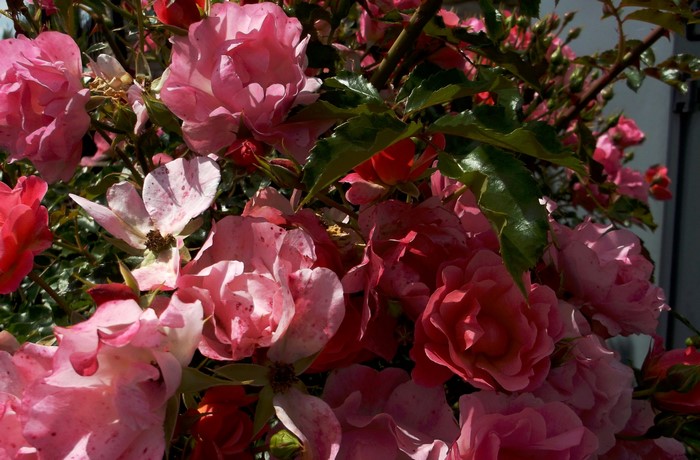 Pink and red roses in bloom