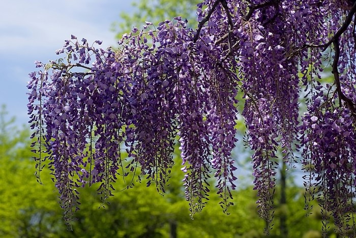 Purple Wisteria flowers hanging from branches