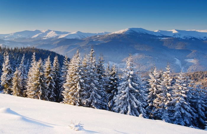 Snow-covered spruce trees on a mountain slope under a clear blue sky