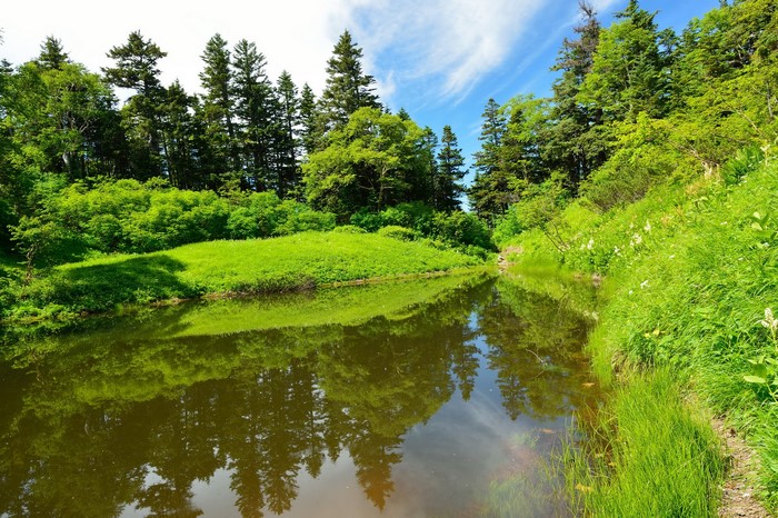 A tranquil river flows through a lush green forest on a sunny summer day.