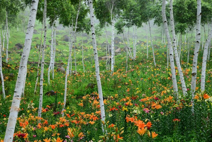 Field of lilies with birch trees in the mist