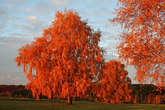 Autumn trees with orange leaves in a field