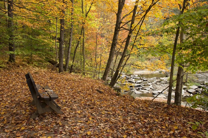 Autumn park with a bench by a rocky river