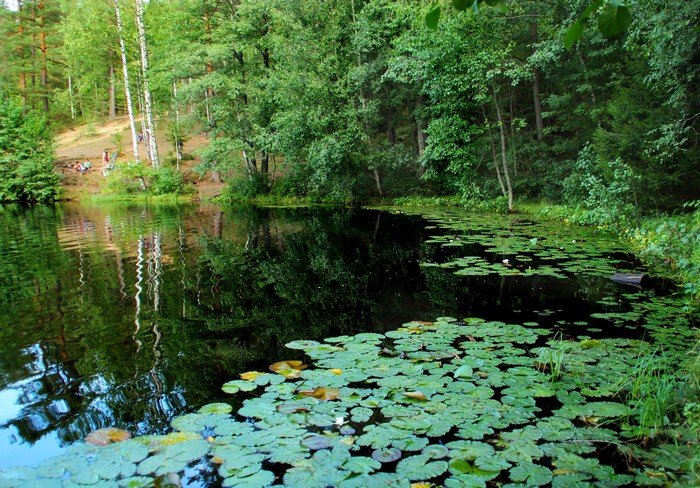 Lake with water lilies and forest in St. Petersburg, Russia