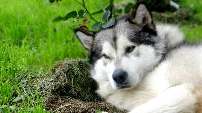 Alaskan Malamute Dog Lying in Grass