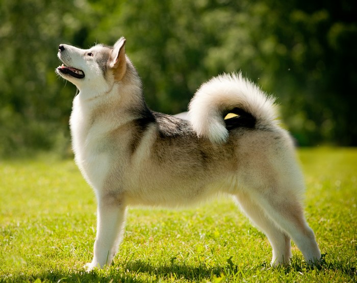 Alaskan Malamute standing on grass