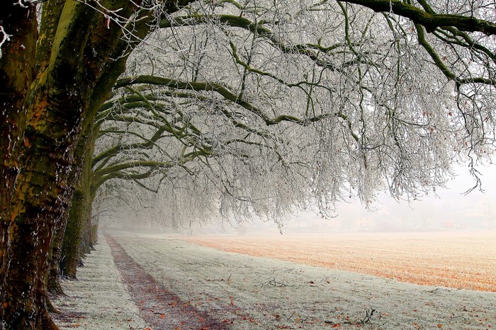 Winter trees covered in frost along a path