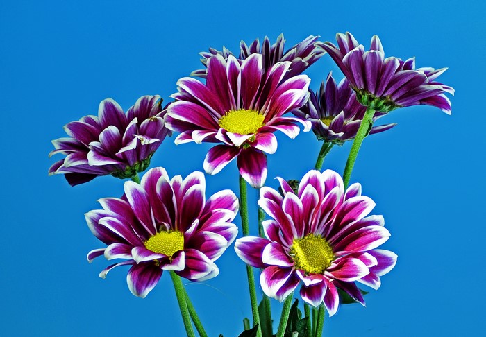 Purple and white chrysanthemums against a blue background