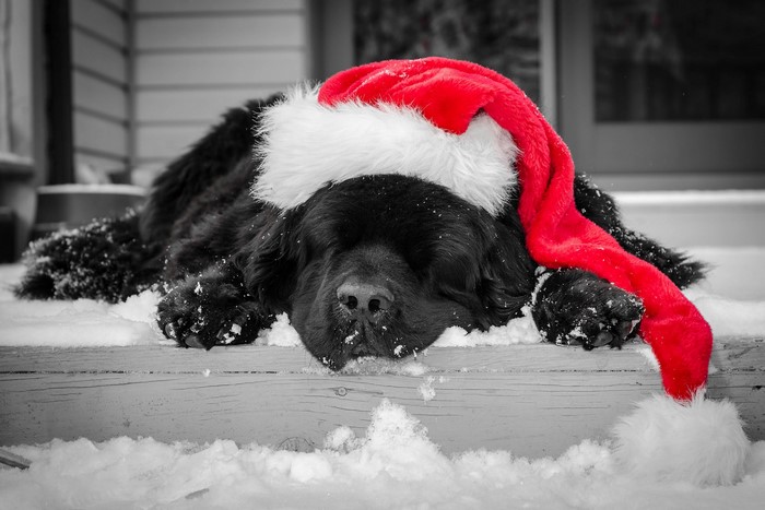Black dog wearing a Santa hat in the snow