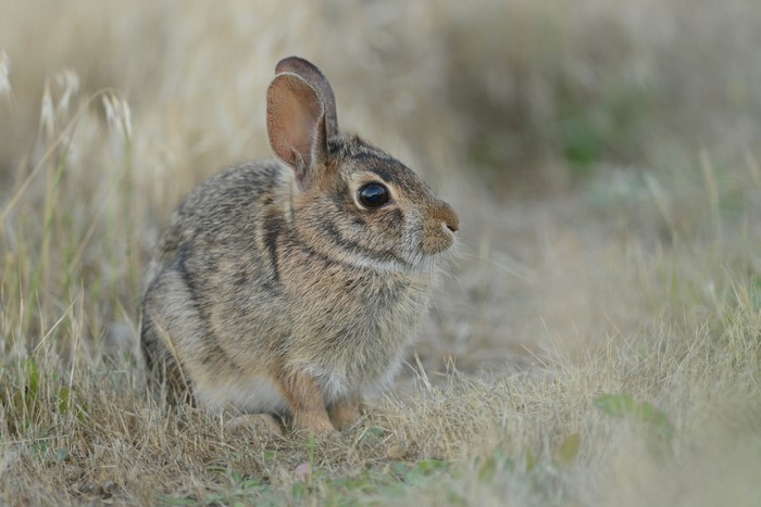 A rabbit sits in dry grass