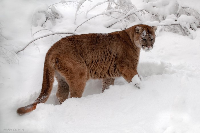 Puma walking in the snow