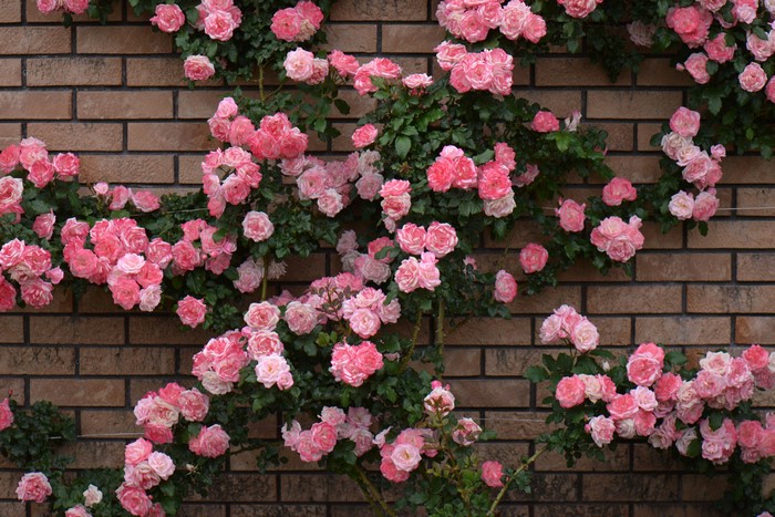 Pink roses climbing a brick wall