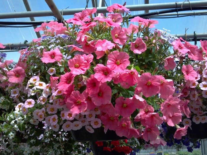 Hanging basket of pink petunias and calibrachoa