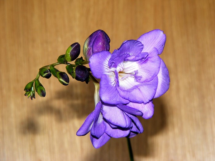 Purple Freesia flower with buds