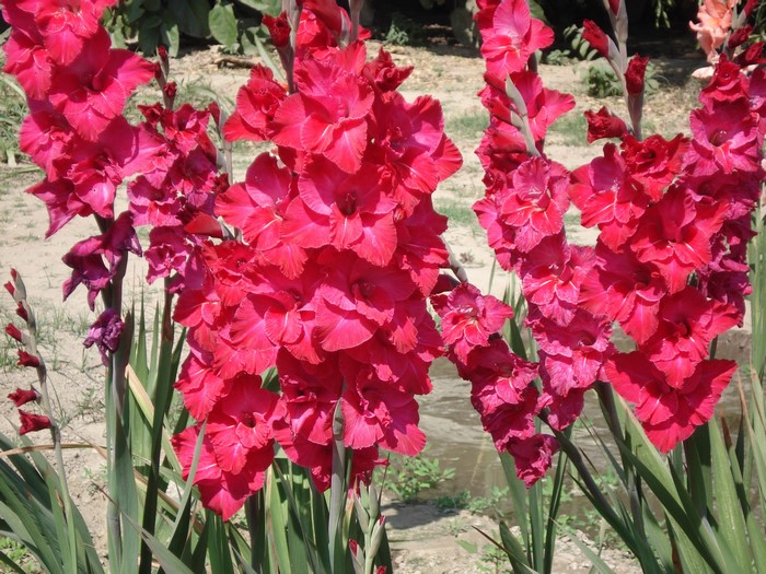 Close-up of bright pink gladiolus flowers