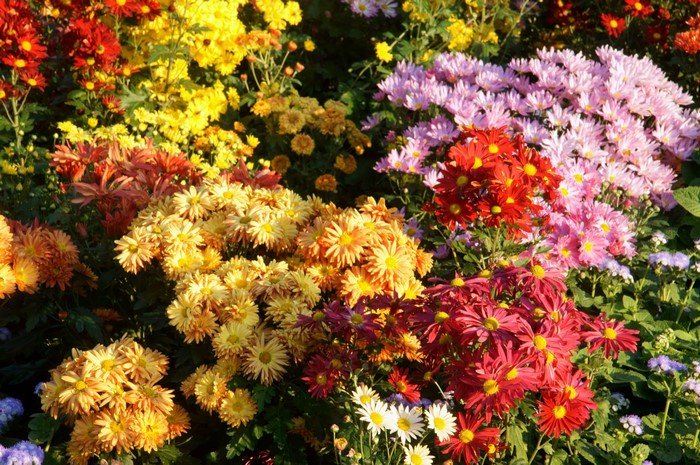 A vibrant bed of chrysanthemums in various colors