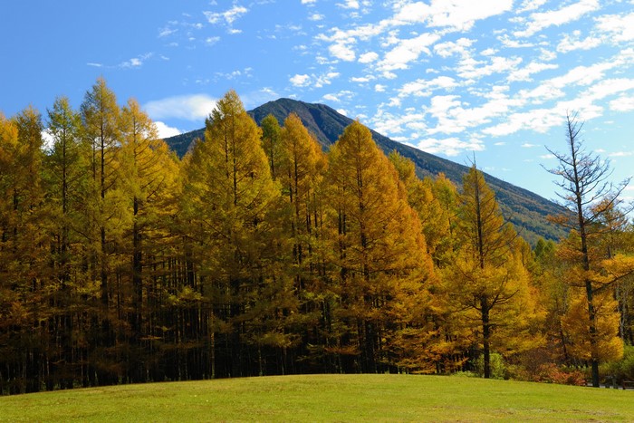 Autumn forest with mountain and blue sky