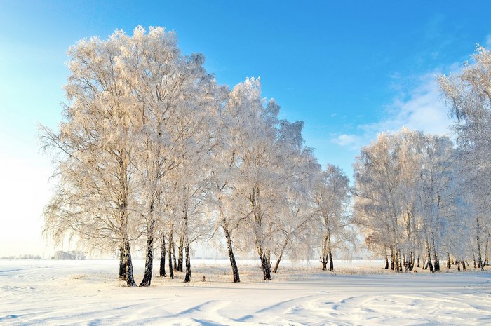 Snow-covered trees in a winter landscape under a blue sky