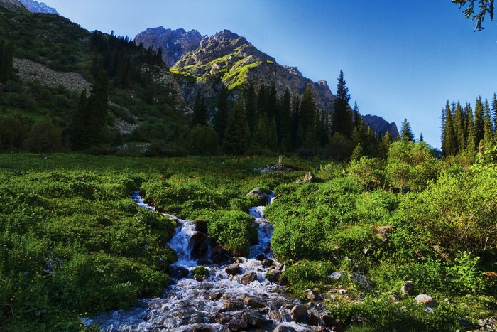 Mountain stream flowing through a grassy meadow in Kyrgyzstan