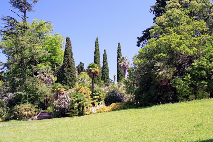 A park with tall cypress trees and palm trees