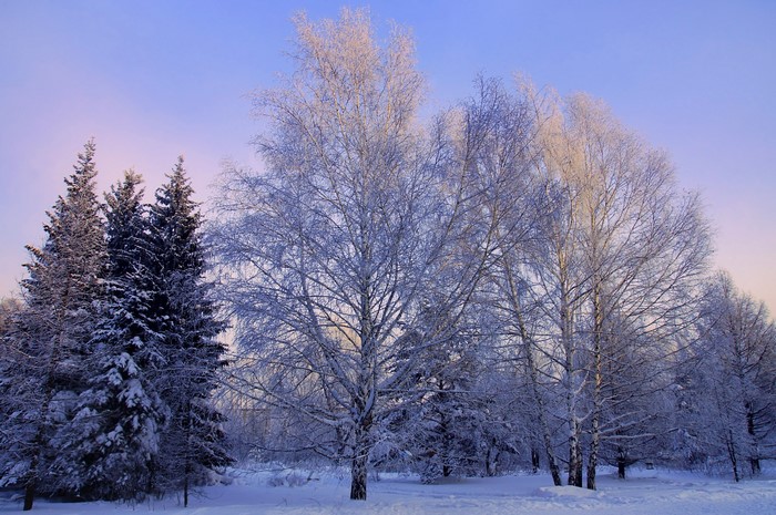 Winter forest with snow-covered trees