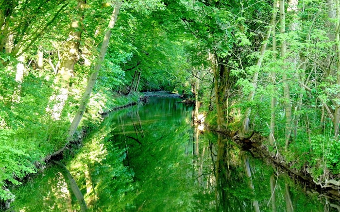 A tranquil forest stream reflects the surrounding trees