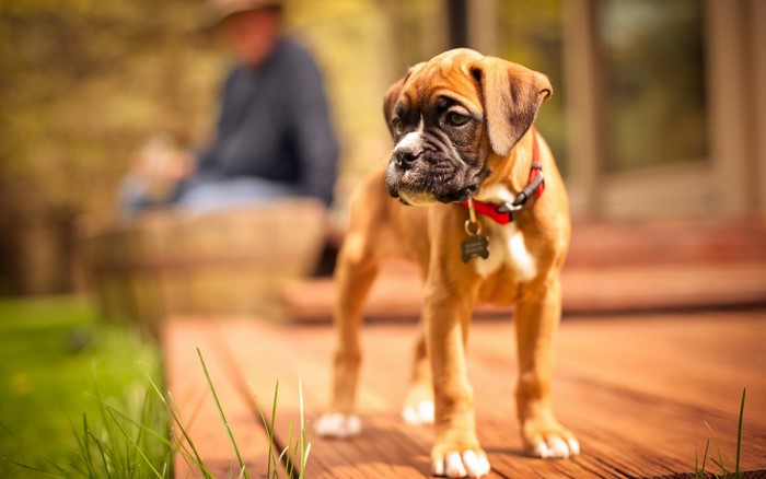 Boxer puppy with red collar on wooden deck