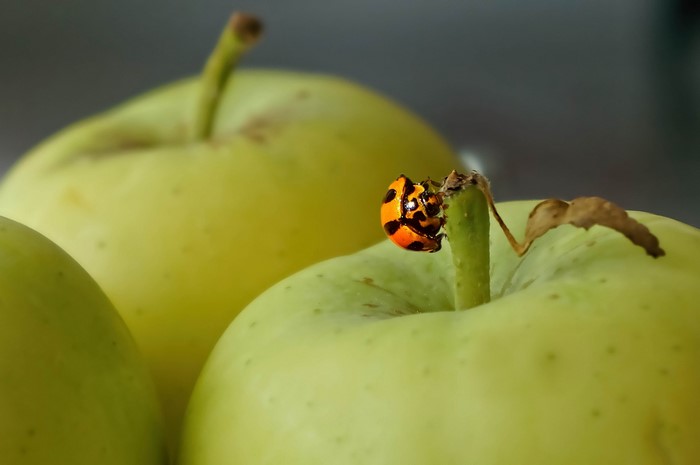 Ladybug on a green apple stem