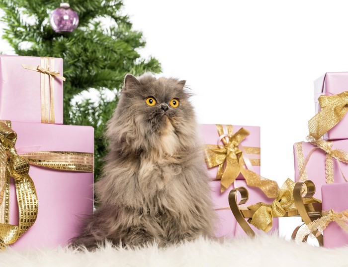 Persian Cat with Christmas Gifts