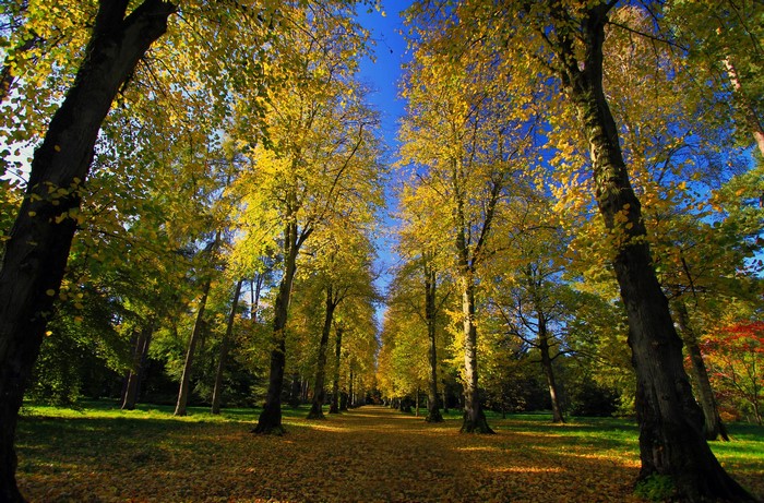 Autumn trees lining a path covered in fallen leaves