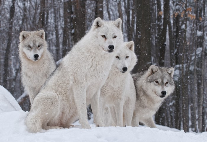Four arctic wolves in a snowy forest