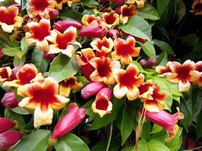 Trumpet Vine Flowers and Buds