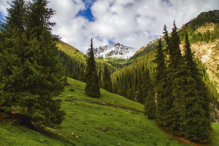 Mountain valley with spruce trees and snow-capped peaks
