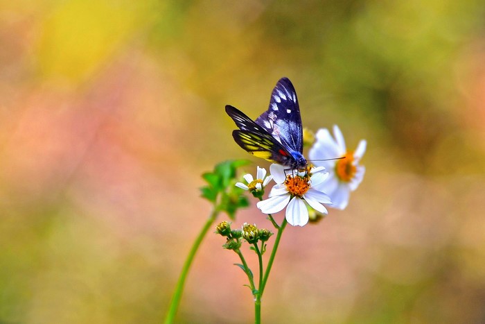 Butterfly on a white flower