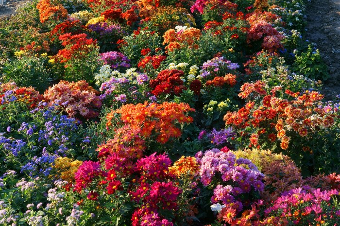 A field of colorful chrysanthemums in bloom