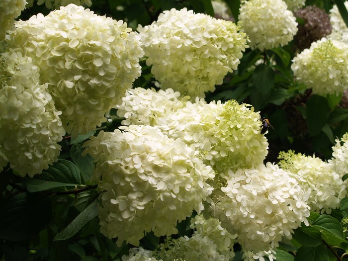 White Hydrangea flowers with a bee