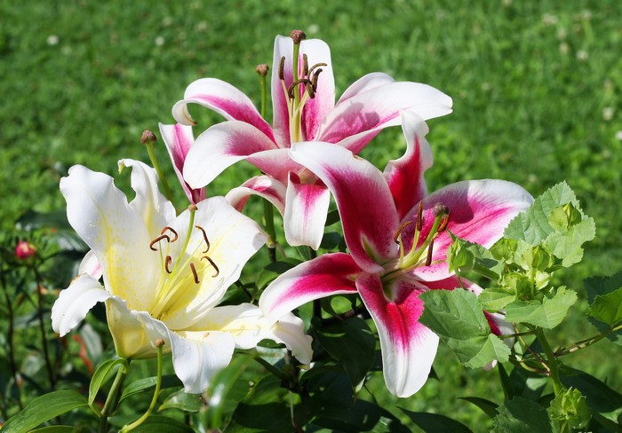 Pink and white lilies in a garden