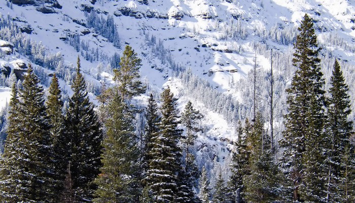 Snow-covered mountain slope with pine trees in Wyoming