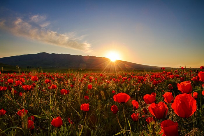 Field of poppies at sunset with mountains