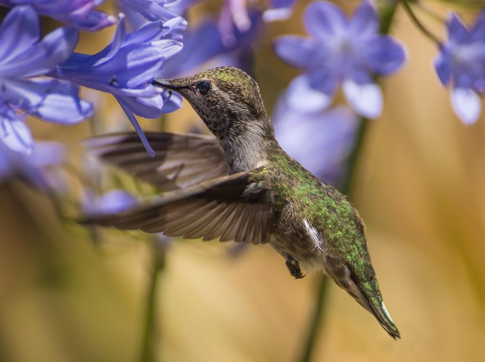 Hummingbird feeding on purple flower