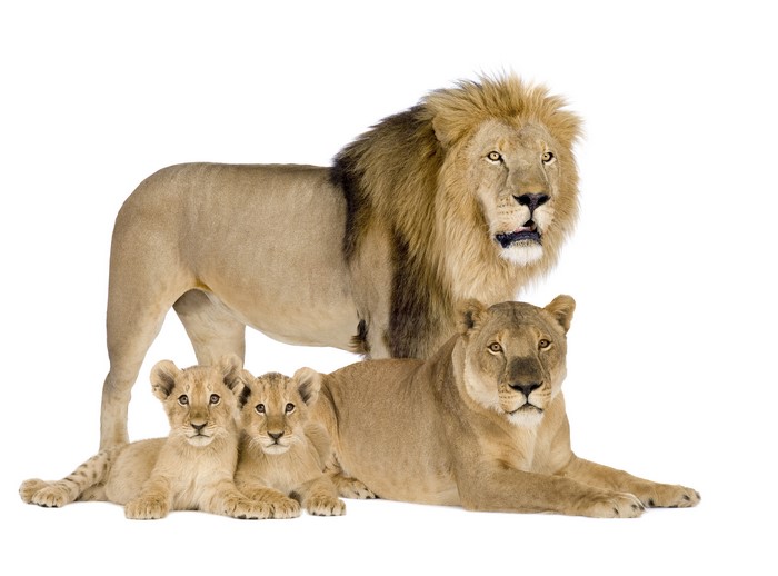 Lion Family with Cubs