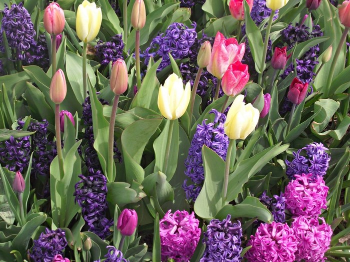 Pink, yellow, and red tulips with purple hyacinths