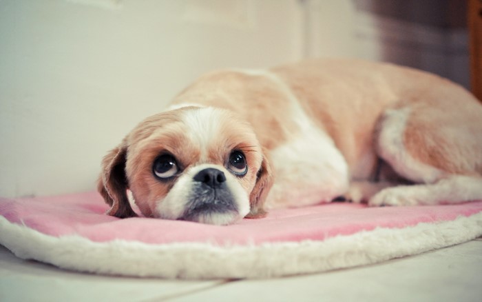 A Cavalier King Charles Spaniel dog lying on a pink pillow