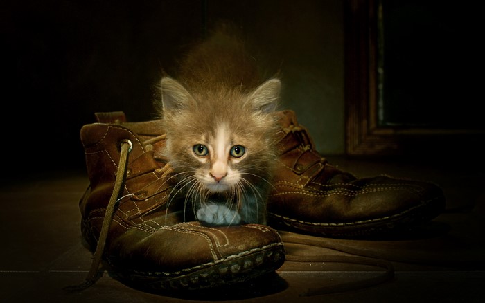 Kitten hiding in a brown boot